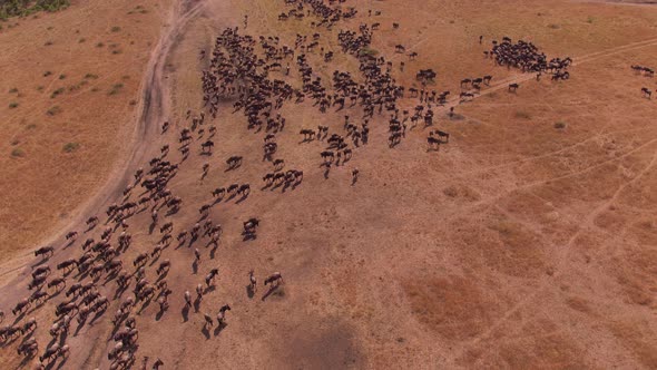 Aerial view of gnus