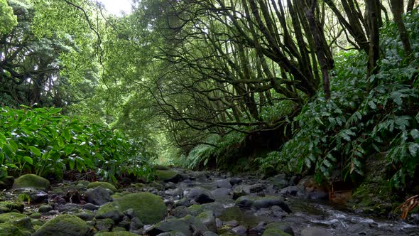 Gimbal Shot of a Rainforest