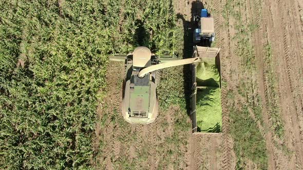 Harvesting Corn From Agricultural Fields