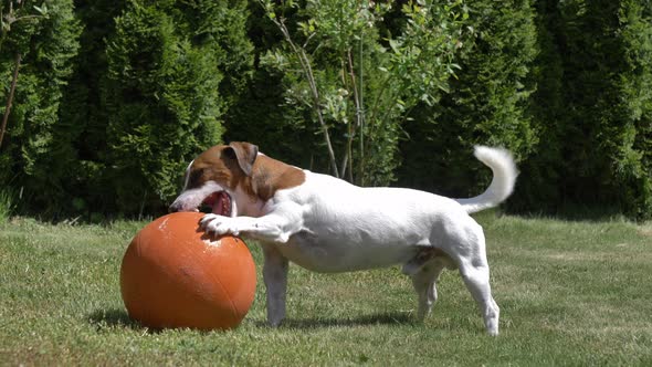 Jack Russell Terrier male play with basketball ball on a green grass