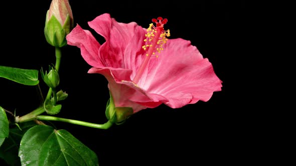 Time Lapse Pink Hibiscus Opening