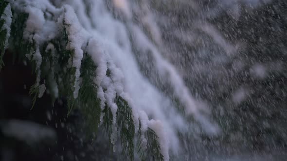 Snowy coniferous branch