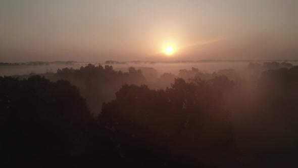 Aerial View of Forest