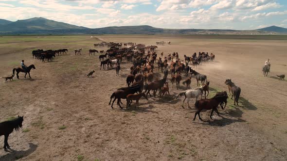 Horses On The Desert