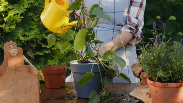 Female Gardener Watering Potted Epipremnum Plant in Backyard Garden