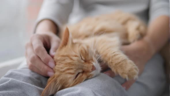 Woman Is Stroking Cute Ginger Cat on Windowsill. Fluffy Pet Purring with Pleasure. Cozy Home