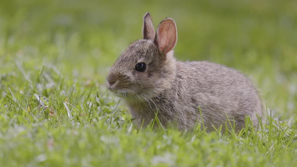 Wild Baby Rabbit Sitting and Eating on Green Grass
