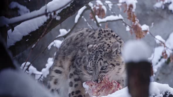 Snow leopard eats meat in winter