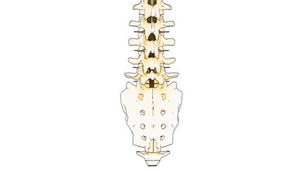 Spine Draw