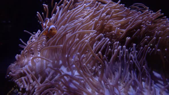 Pair of Nemo clown fish playing in the anemone on the colorful healthy coral reef. Low light.