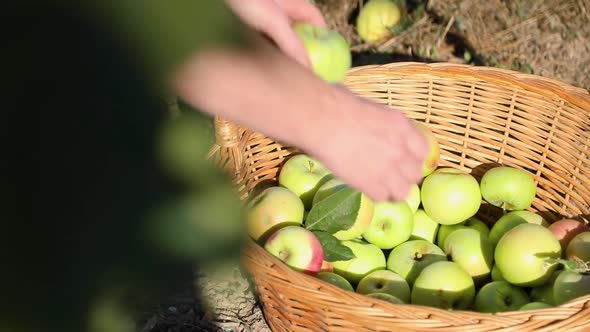 Putting Harvested Fresh Apples In A Basket - Apple Picking - close up, slow motion