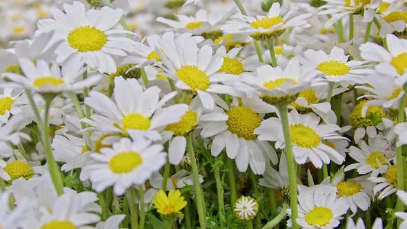 Spring Yellow And White Daisy Flower