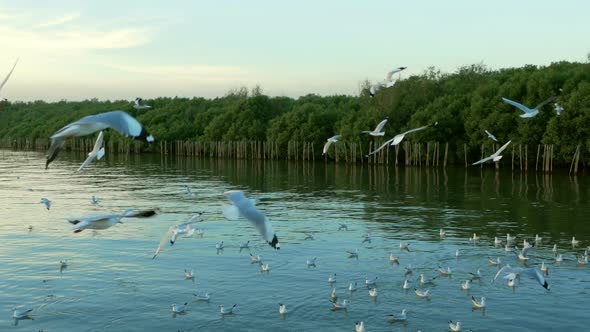 Birds Flying Over Mangroves