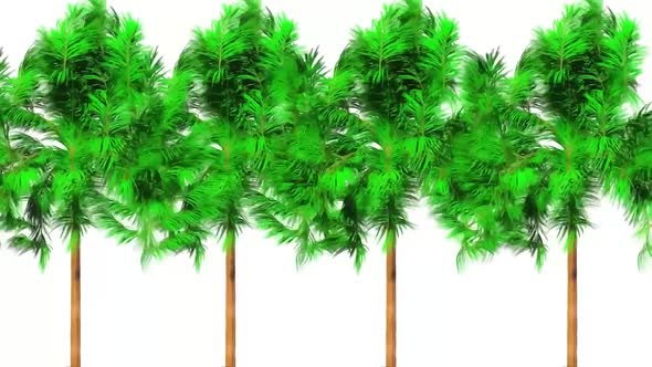 Acer Tree Botanical 3D Rendering
