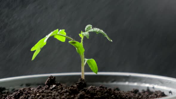 Growing Tomatoes From Seeds Step By Step