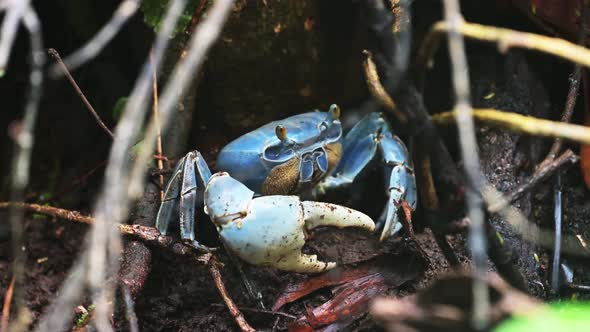 Blue Land Crab (cardisoma guanhumi), Costa Rica Wildlife, Rainforest Animals and Nature in Tortuguer