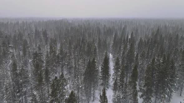 Snow Covered Pine Tree Forest During a in Heavy Snowfall