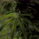 Drip Irrigation of Cannabis Bush - VideoHive Item for Sale