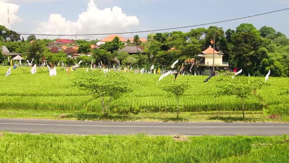 Vivid flaglets fluttering over verdant rice fields in Canggu Bali