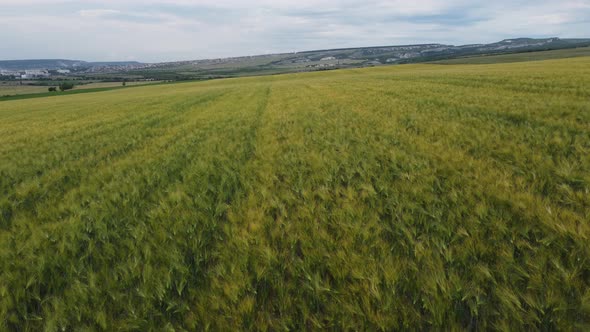 Aerial View on Green Wheat Field in Countryside