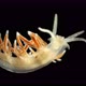 Sea slug Coryphella sp. under a microscope, of the Coryphellidae family - VideoHive Item for Sale