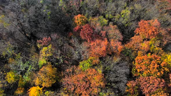 Aerial View on Top Amazingly Beautiful Autumn Colors,forests,trees, Aerial Drone Flyover View.