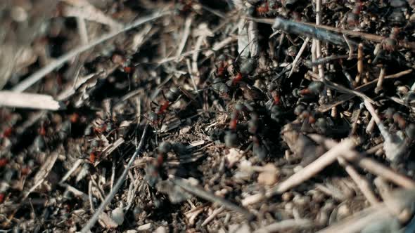 Closeup Macro View of Ant Colony Moving Over Dry Branches in the Anthill