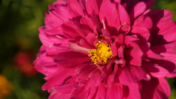 Cosmos bipinnatus Double Cranberry flower  carmine pink color shallow DOF 4K 2160p 30fps UltraHD foo