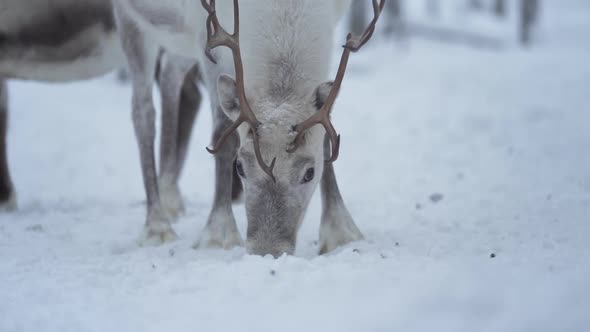 Slowmotion of a reindeer trying to find food from a frozen ground in Lapland Finland.