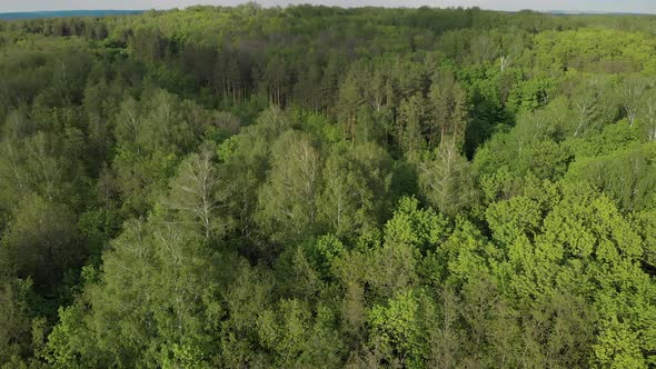 Amazing green trees in the summer forest