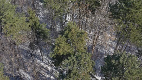 Slow flying just above snowed winter forest scenery 4K aerial video