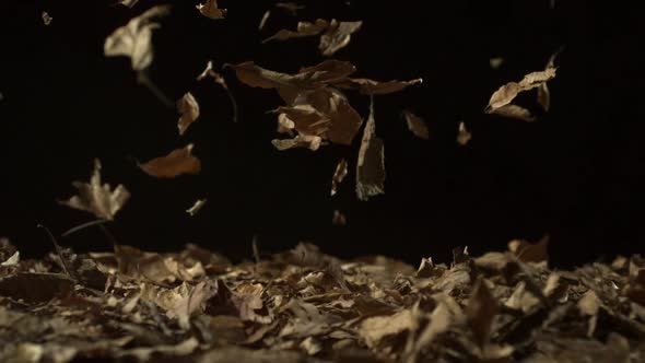 Dried leaves falling, Slow Motion