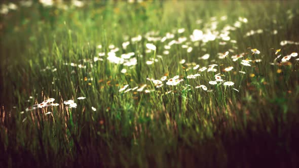 Field with Green Grass and Wild Flowers at Sunset