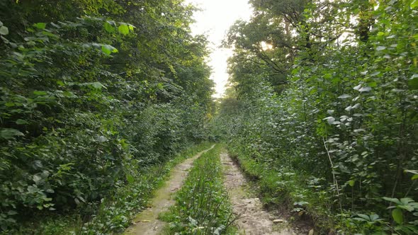 Green Forest with Trees By Day