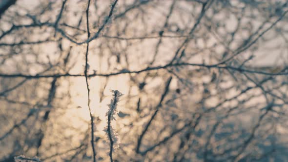 Branches Covered with Fresh Frost in Winter Garden at Sunset