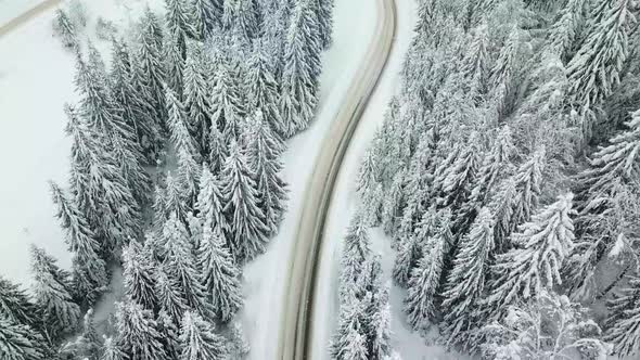 Road in the winter forest, Winter country road with fir forest on the side