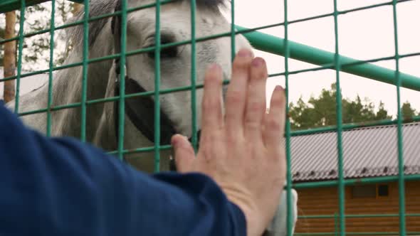 A Beautiful Grayhaired Horse Stands in a Stall Behind a Metal Cage Its Owner Leans His Hand to the