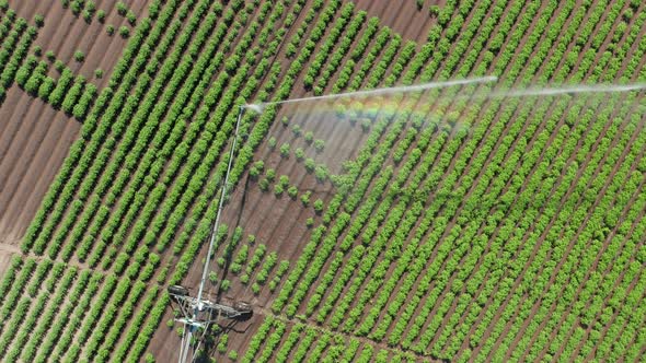 Aerial top down, center pivot irrigation end gun watering farm crops, rainbow forming