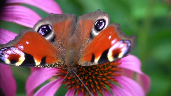 Slow Motion European Peacock Butterfly Feeds on Nectar of a Echinacea Purpurea