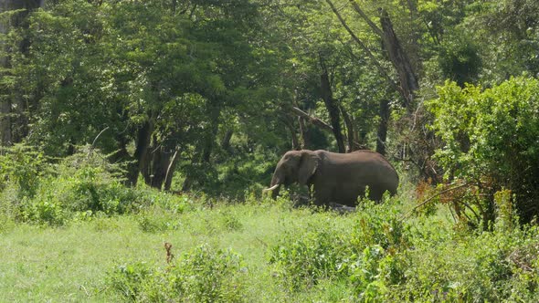 Elephants crossing in Serengeti National Park Tanzania - 4K Ultra HD