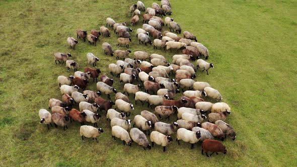 Sheep in herd feeding on grass in green field. Group of beautiful woolly animals on pasture. 