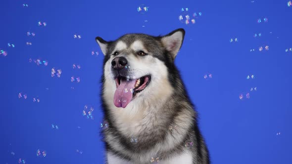 Alaskan Malamute Sits with an Open Mouth in the Studio on a Blue Background