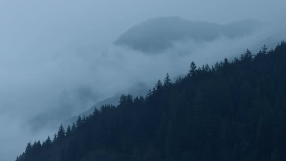 Misty Forest Mountainside