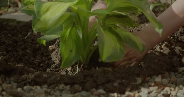 Farmer Girl Plants a Bush in Open Soil in a Garden at Sunset