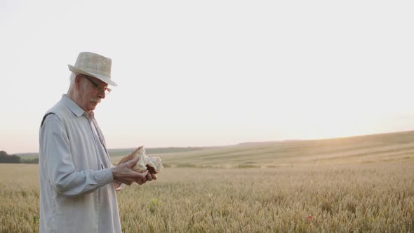 Senior Man in Hat Breaks a Loaf of Bread and Sniffs It with Joy in Wheat Field