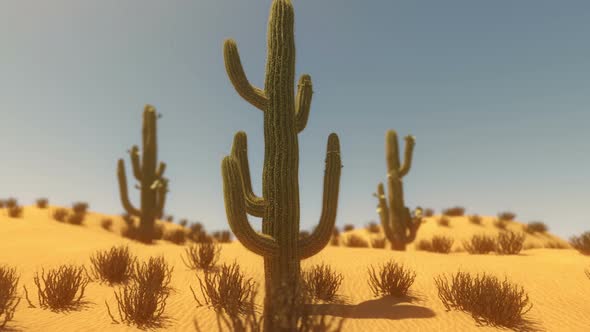 Cactus Blooming Time-Lapse