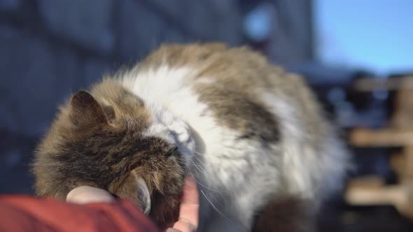 Man Stroking a Fluffy Cat on the Street