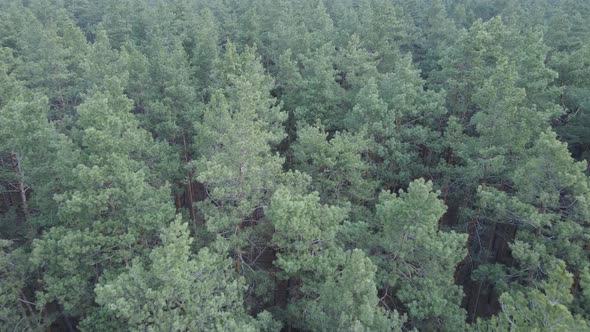 Trees in a Pine Forest During the Day Aerial View