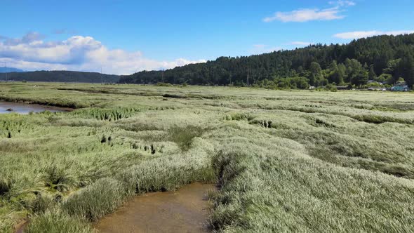 Green grass field in windy marshland, lush trees, blue sky lake, clouds, and mountains