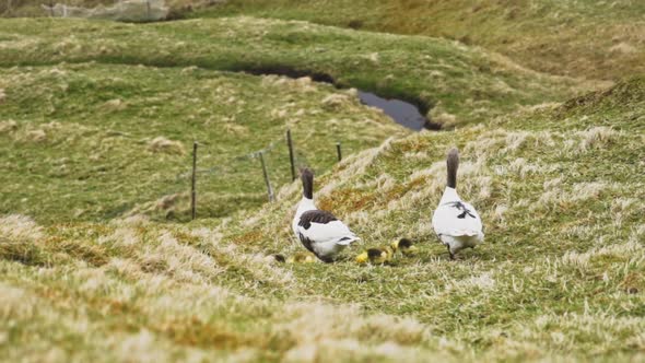 Beautiful Shot of Ducks and Ducklings Walking in Grassy Lands in Slow Motion